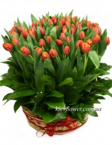 Basket with 75 tulips
